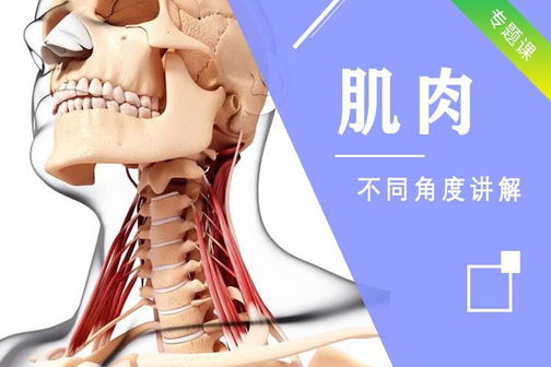 素描头像教程之头骨肌肉讲解