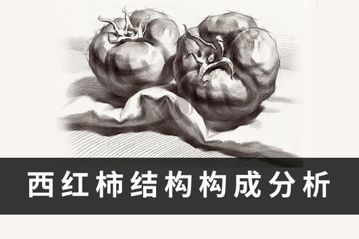 西红柿画法讲解及西红柿结构分析!