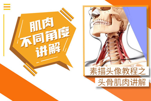 素描头像教程之头骨肌肉讲解