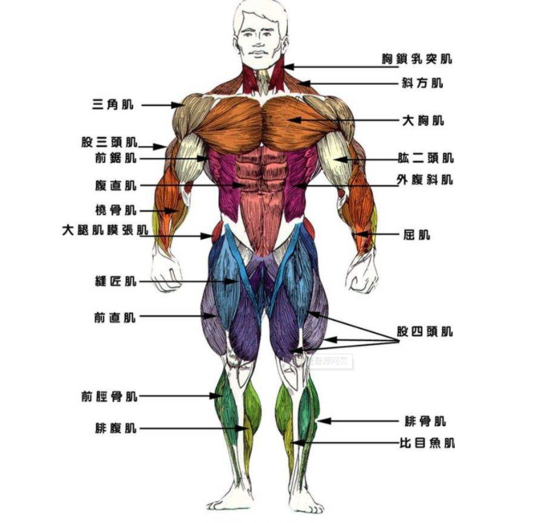 新手不会画人体一定要掌握好人体比例和骨骼肌肉