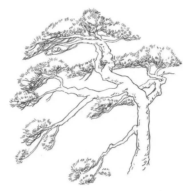 风景速写教程：松树的画法