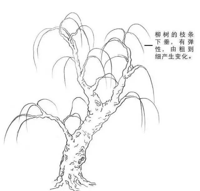 风景速写教程：柳树的画法