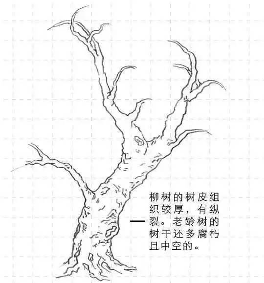 风景速写教程：柳树的画法