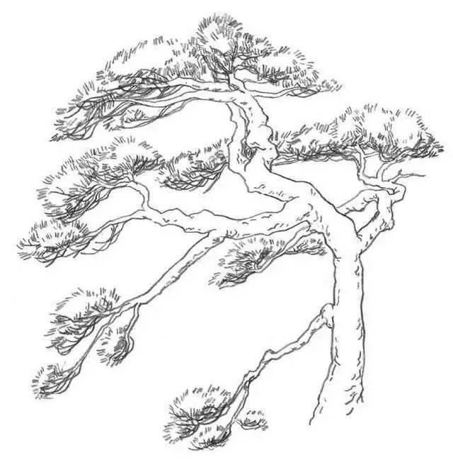 风景速写教程：松树的画法