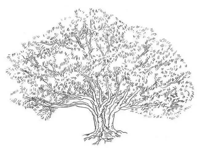 风景速写教程：榕树的画法