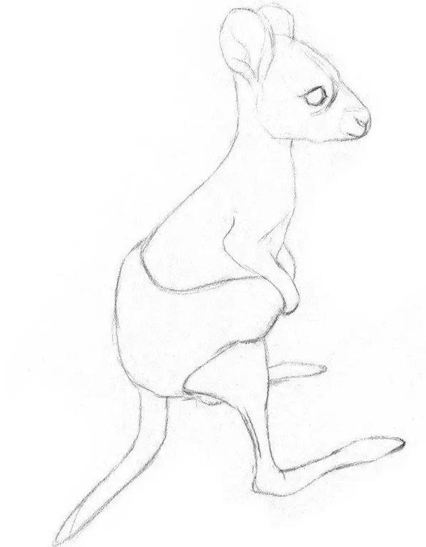 素描小袋鼠的画法