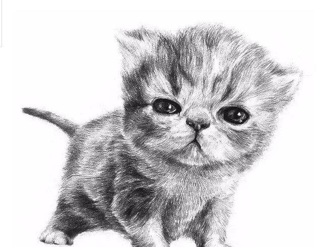 素描猫咪的画法