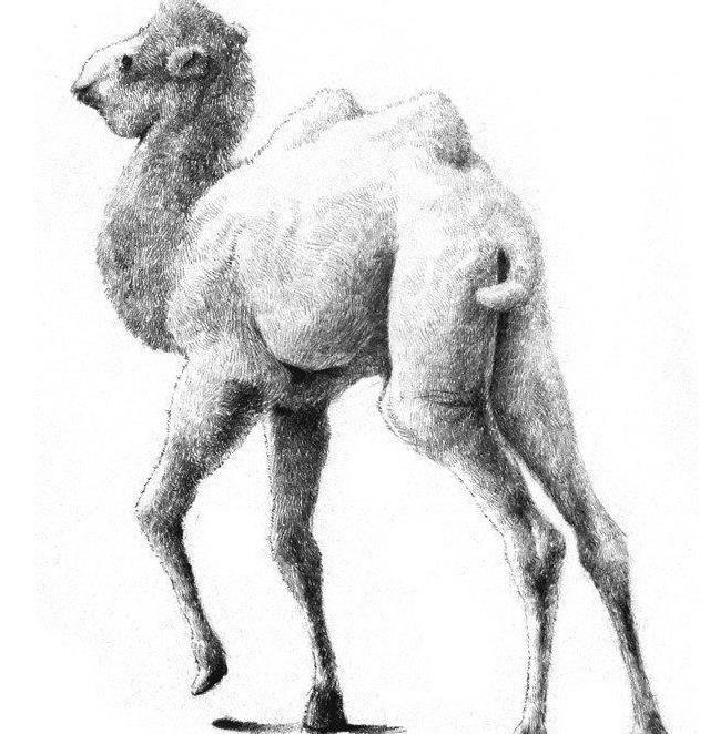 素描骆驼的画法