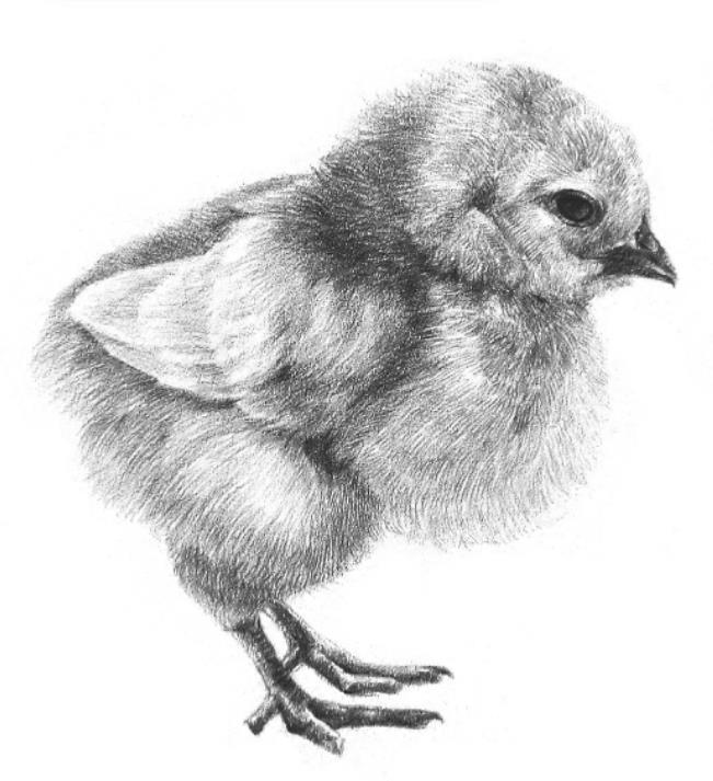 素描小鸡的画法