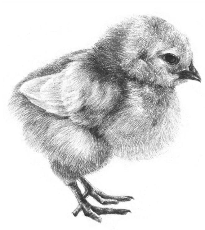 素描小鸡的画法