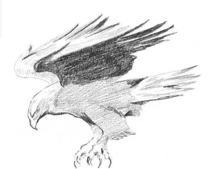 素描老鹰的画法