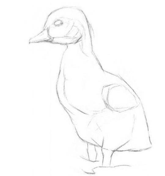 素描鸭子的画法