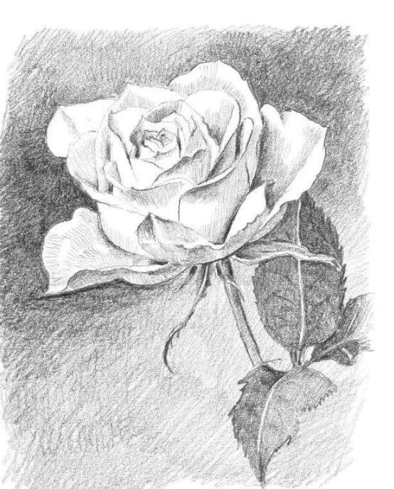 素描静物教程：玫瑰花的绘画步骤