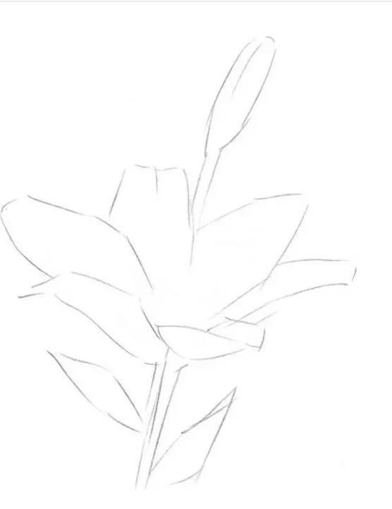 素描静物教程：百合花的绘画步骤