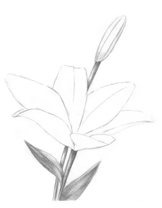 素描静物教程：百合花的绘画步骤