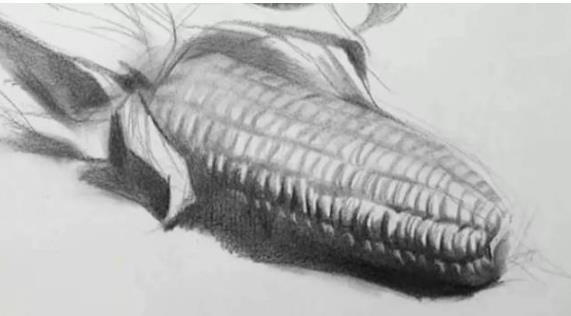 素描静物教程：玉米的绘画步骤