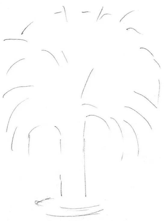 素描棕榈树的画法
