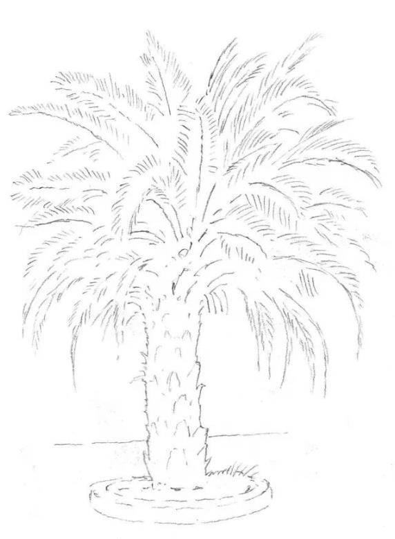 素描棕榈树的画法
