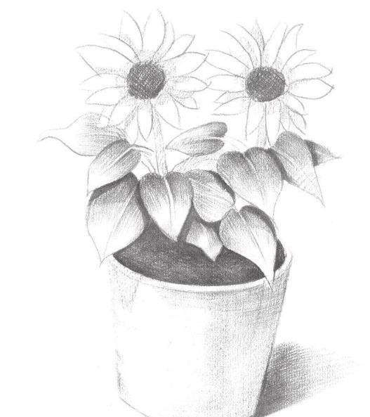 素描太阳花的画法