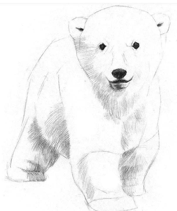 素描北极熊的画法