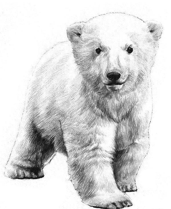 素描北极熊的画法