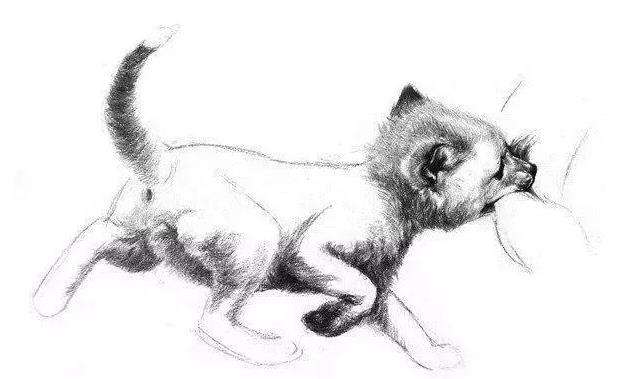素描狐狸怎么画