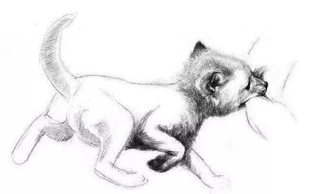 素描狐狸怎么画