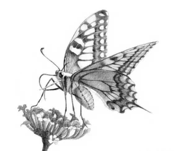 素描动物教程：花蝴蝶的画法