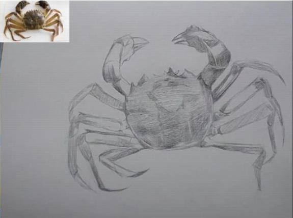 素描动物教程：大闸蟹的画法