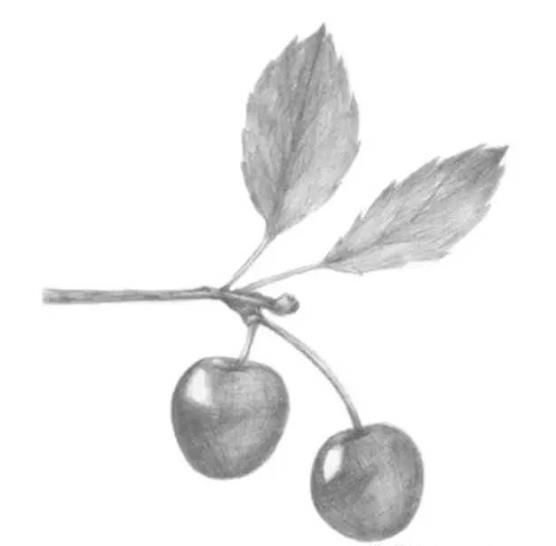 零基础素描静物教程：樱桃的画法