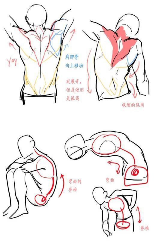 男性背部与臀部画法教程