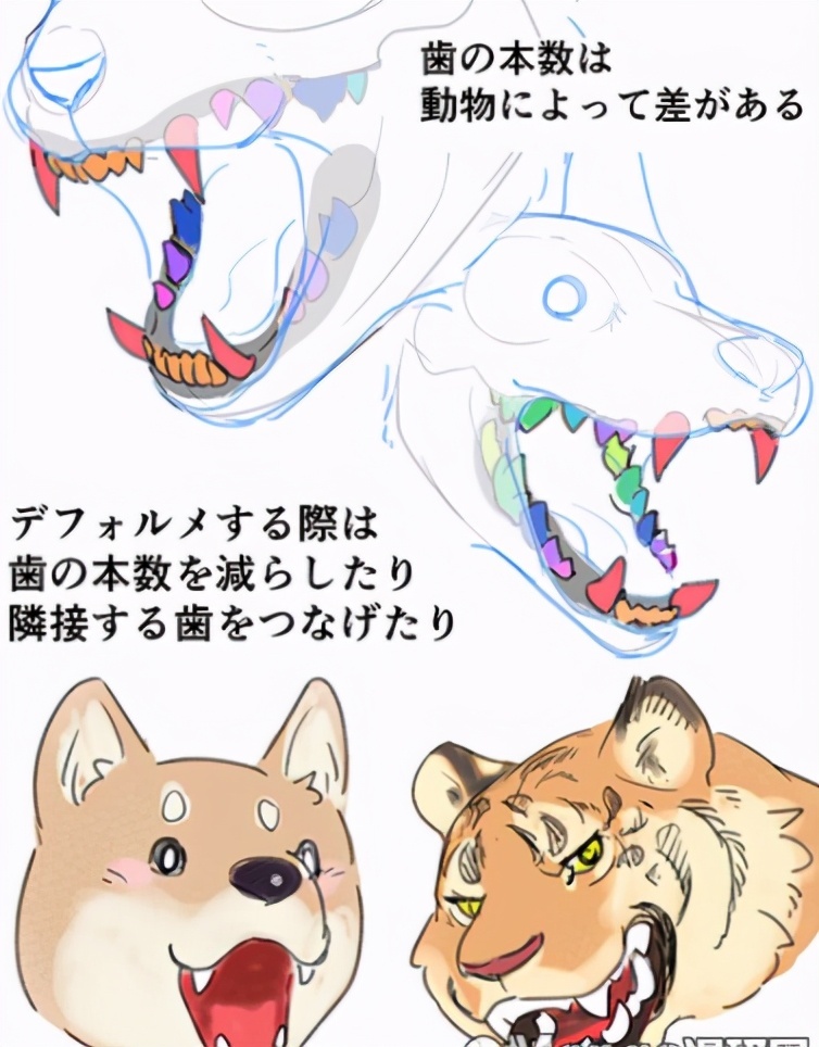 动物牙齿怎么画？动物牙齿的画法有哪些技巧？