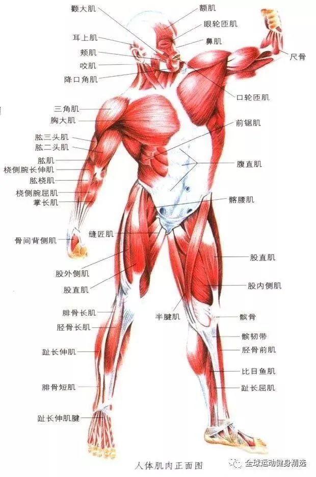 全身肌肉图解高清大图图片