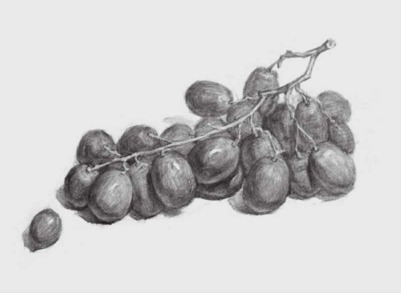 葡萄素描画法步骤图片图片