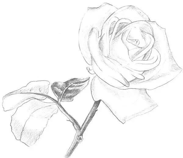 7,整体地调整一下色调,加重玫瑰花瓣的暗部,完善玫瑰花的细节刻画
