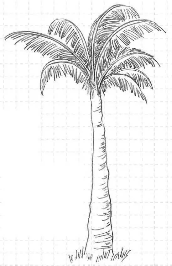 风景速写教程：椰子树的画法