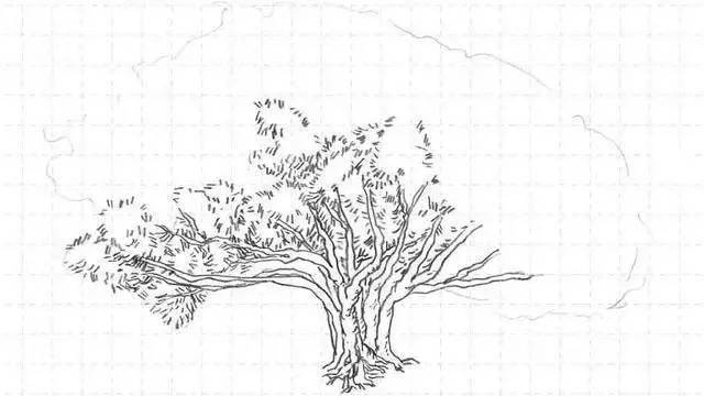 风景速写教程：榕树的画法