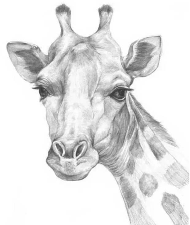 素描长颈鹿的画法