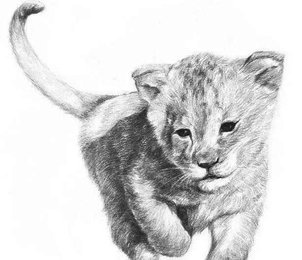 素描小狮子的画法