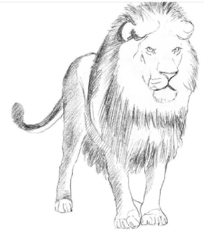 狮子的简单画法图片