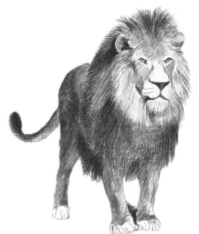 素描狮子的画法