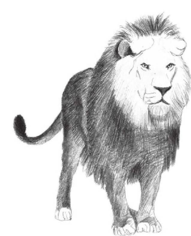 素描狮子的画法