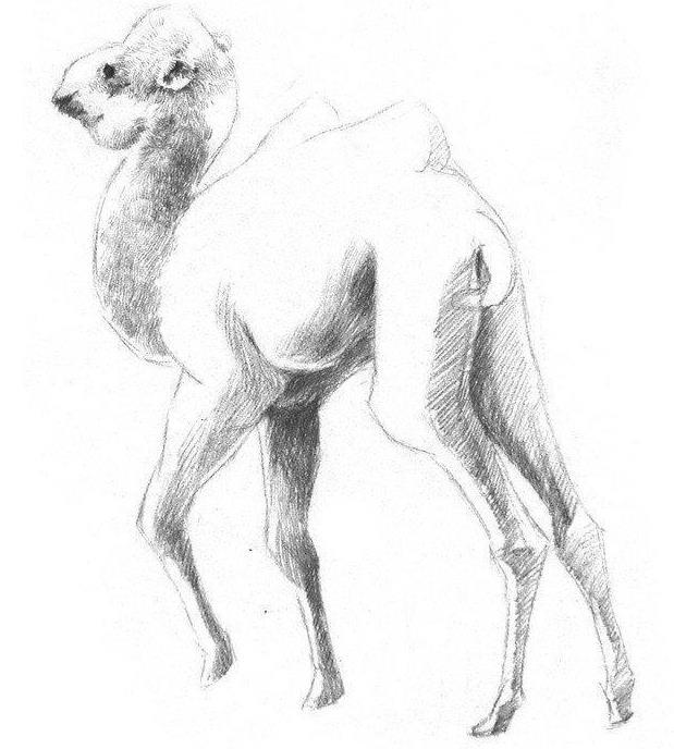 素描骆驼的画法