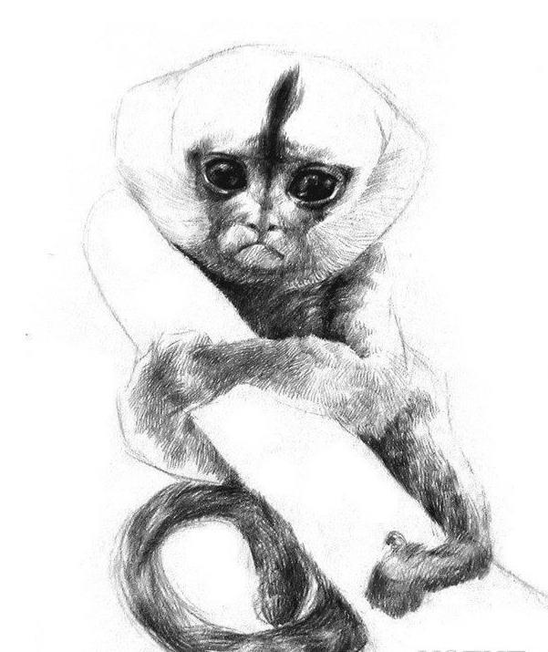 素描小眼睛猴的画法