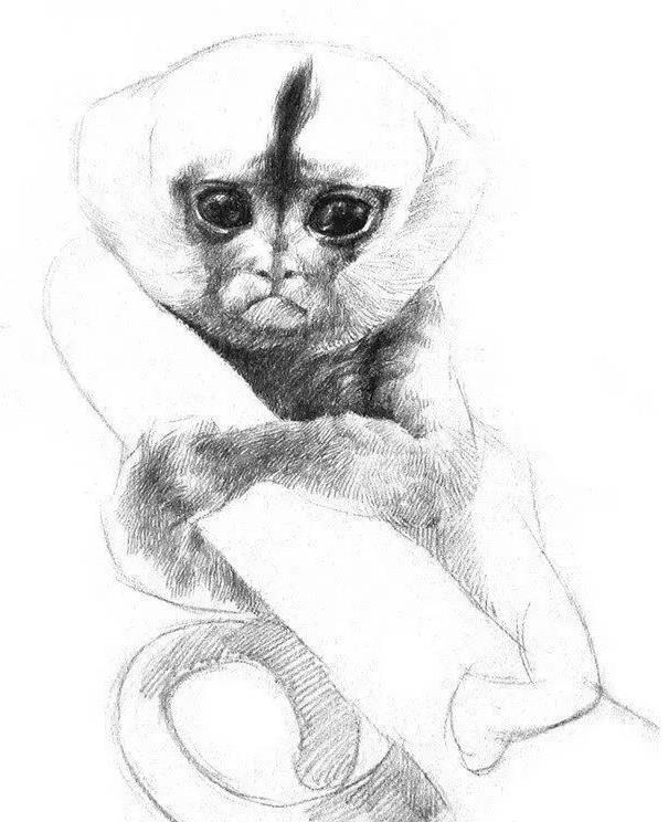 素描小眼睛猴的画法