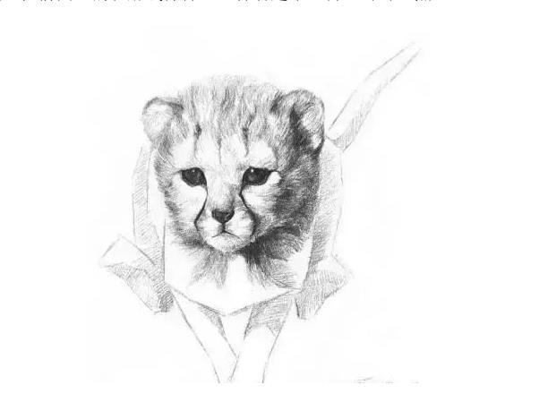 素描小猎豹的画法