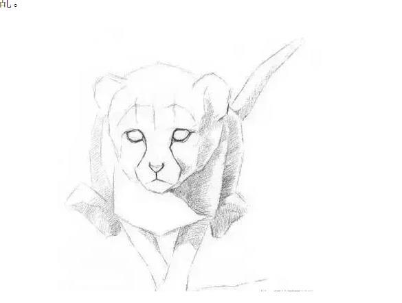 素描小猎豹的画法
