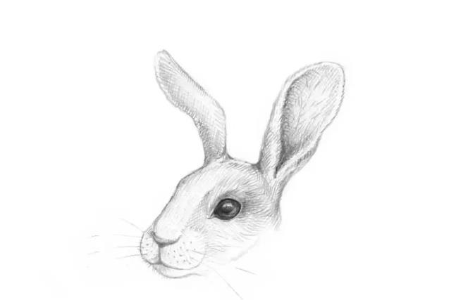 素描小兔子的画法
