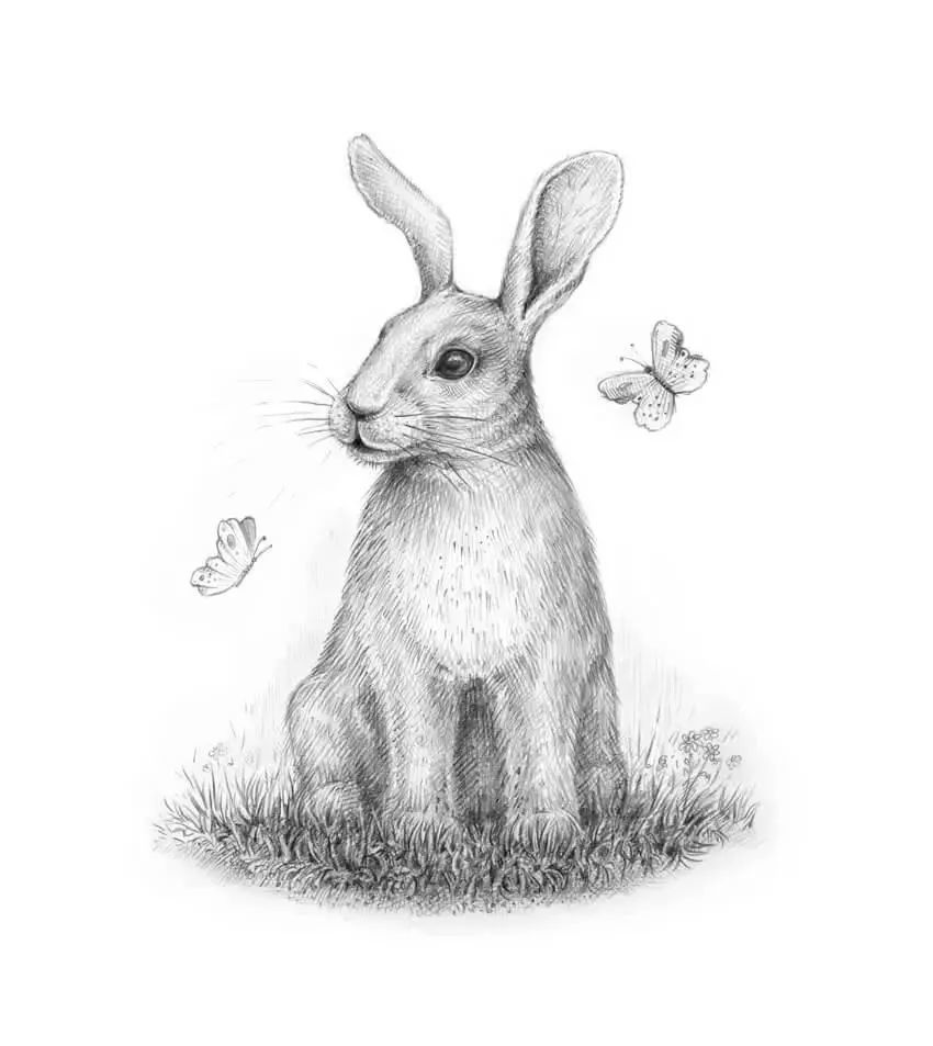 素描小兔子的画法