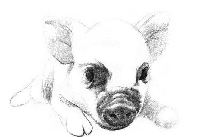 素描小猪的画法